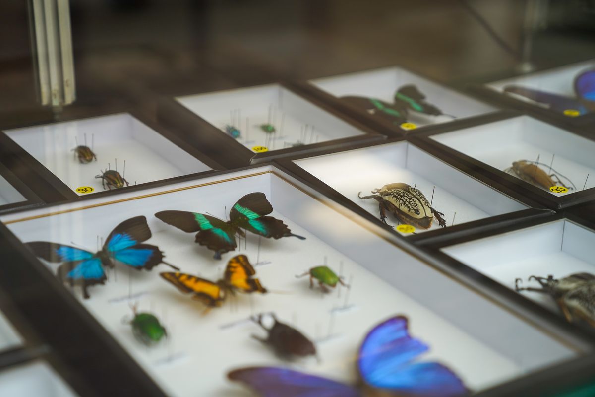 Expertise Maison Aurouze