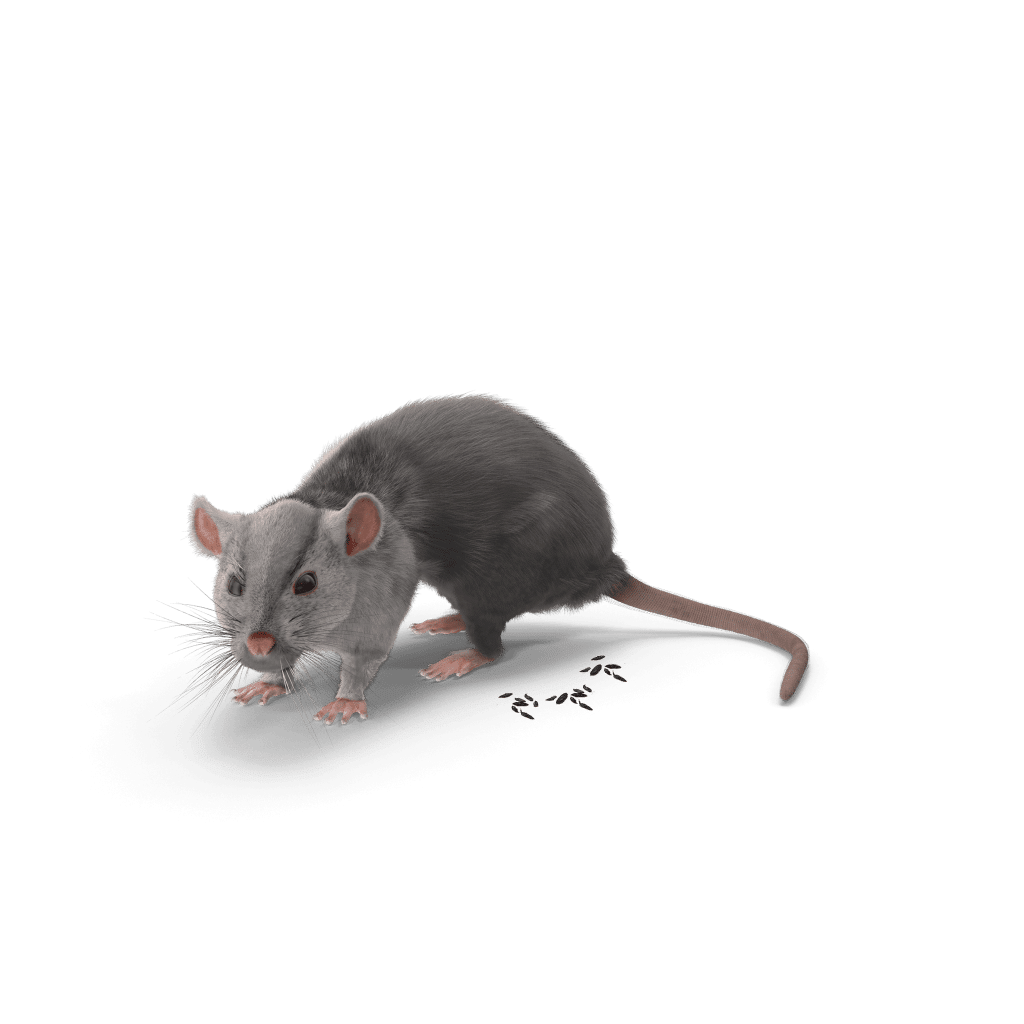 Crottes de souris Aurouze