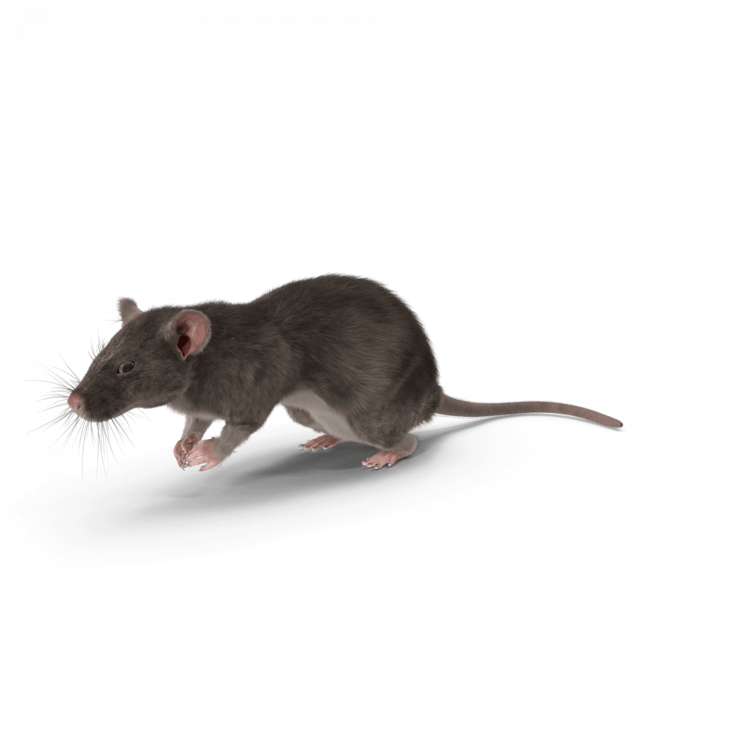 Se débarrasser des rats d