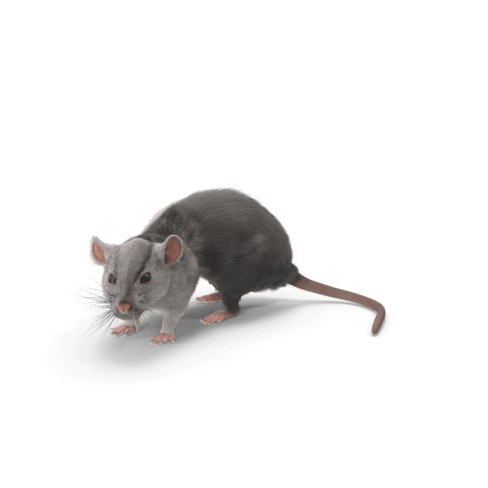 Comment se débarrasser efficacement des souris ?