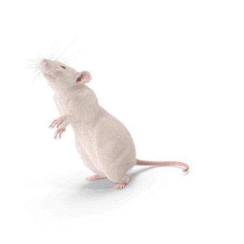Les souris dans les faux plafonds et dans les murs, que faire ? Aurouze