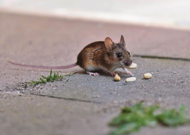 Les souris dans les faux plafonds et dans les murs, que faire ? Aurouze