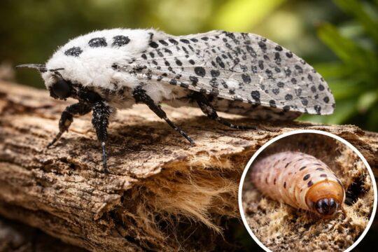 Zeuzère du marronnier