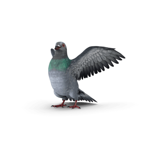 un pigeon qui bat des ailes