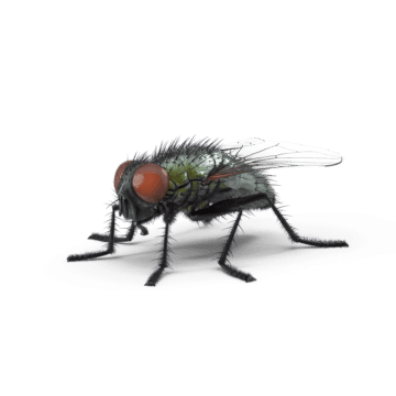 mouche fond transparent