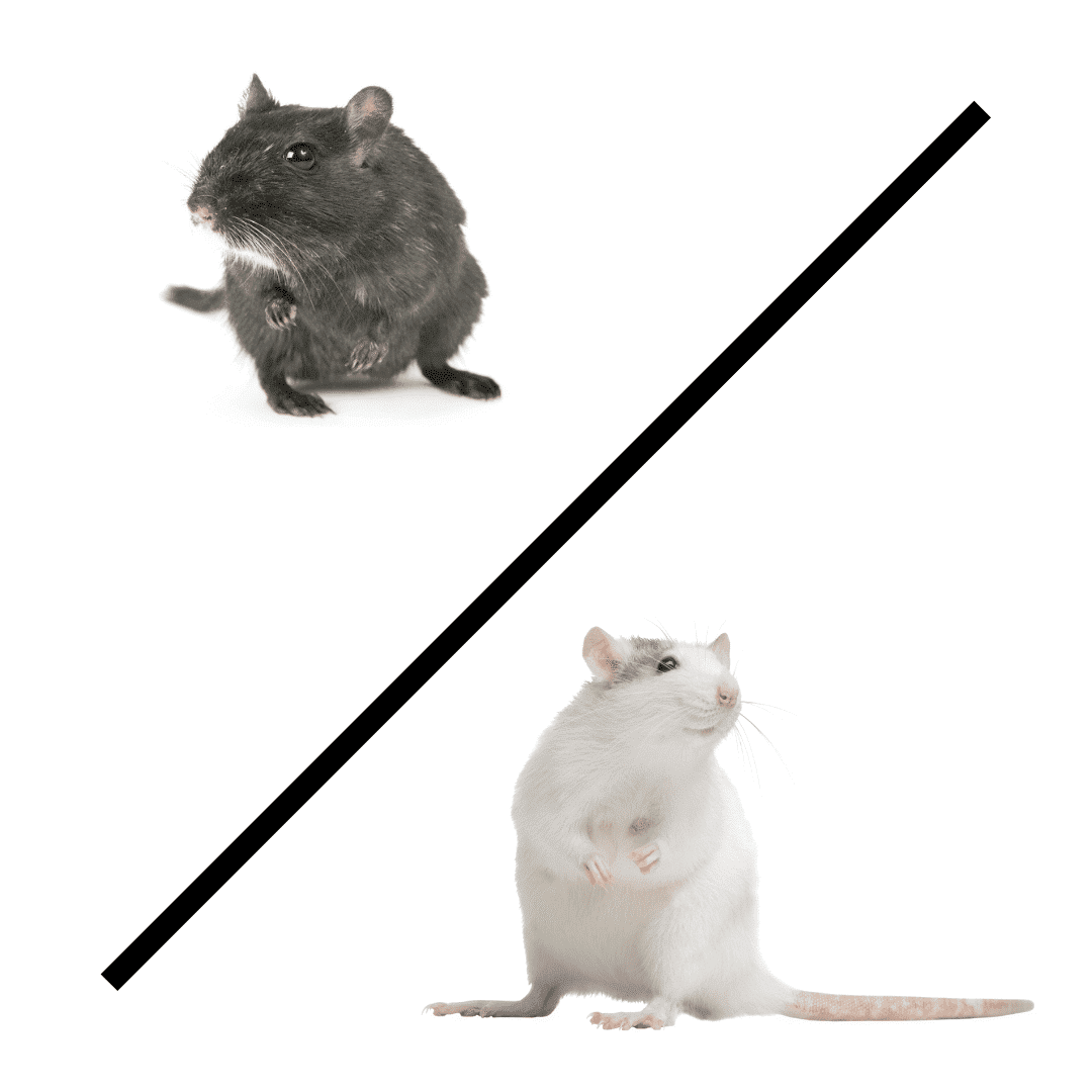 Quelles différences entre un rat et une souris ?