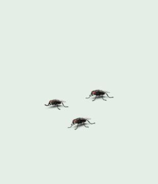 Nuisible moucherons sur fond vert clair