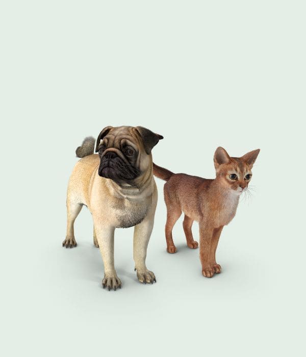Chiens / Chats