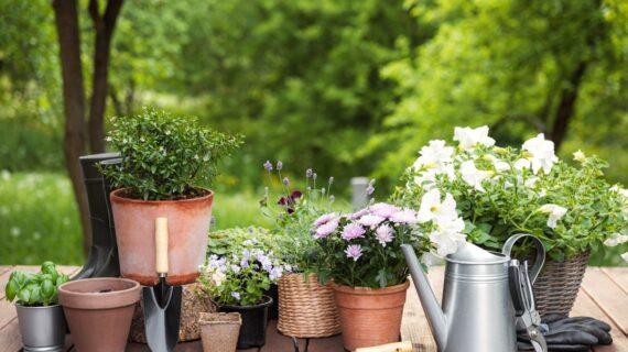 Jardin et nuisibles : les erreurs qui attirent les rats et les insectes