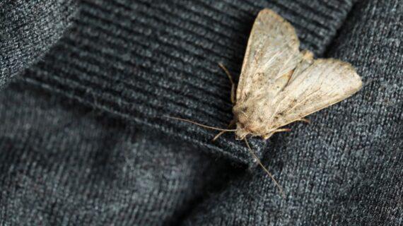 Comment se débarrasser des mites des vêtements efficacement