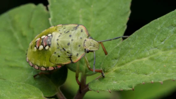 Punaises de jardin : inoffensives ou dangereuses pour vos plantes ?