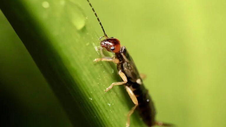 Perce-oreille sur une plante, gros plan