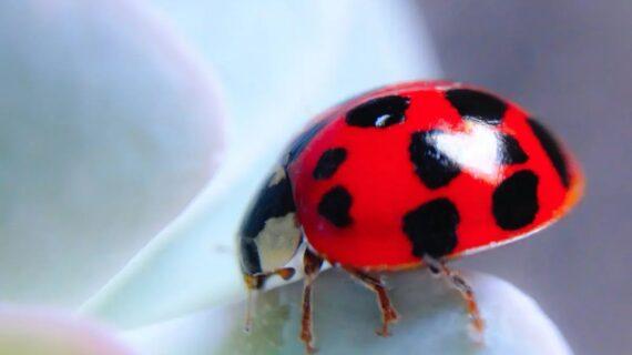 La coccinelle asiatique envahit vos fenêtres : que faire ?